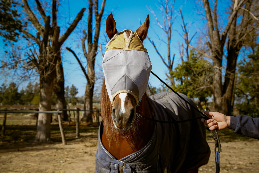 Answers to your questions Horse Fly Mask: We understand your concerns. Here you have all the answers.