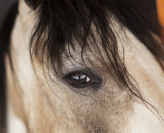 Did you know horses see the world differently?