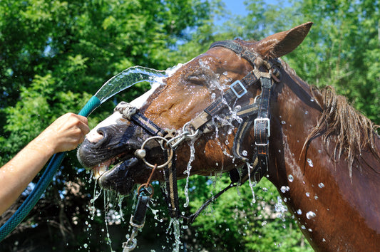 Summer Horse Care Checklist. Tips For A Happy And Healthy Equine Companion