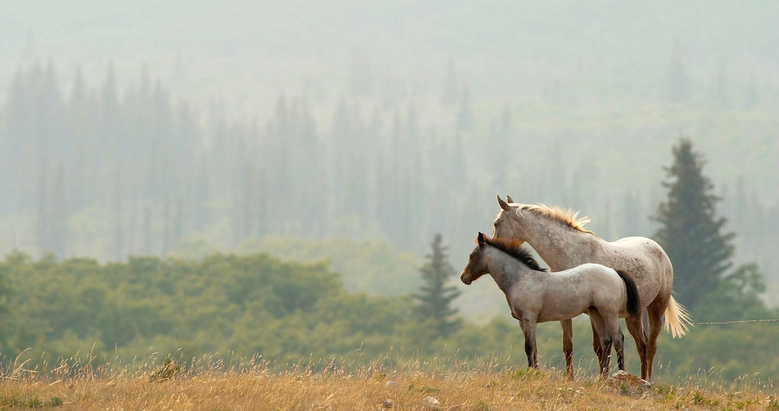 How Many Horses Are There in the World? 2026 Country Rankings